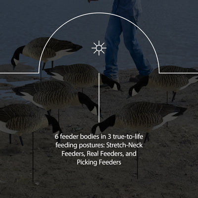 Avian X Honkers Fusion Canada Goose Decoy Realistic Feeder Bodies, 6pc(Open Box) - VMInnovations