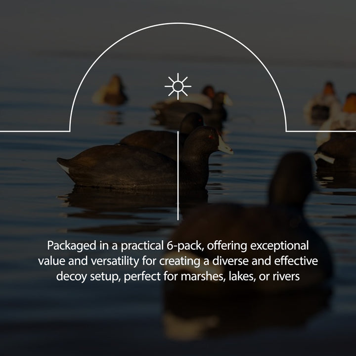 Avian X Top Flight Coot w/Ultra Realistic Paint Scheme, 6pk (Open Box)