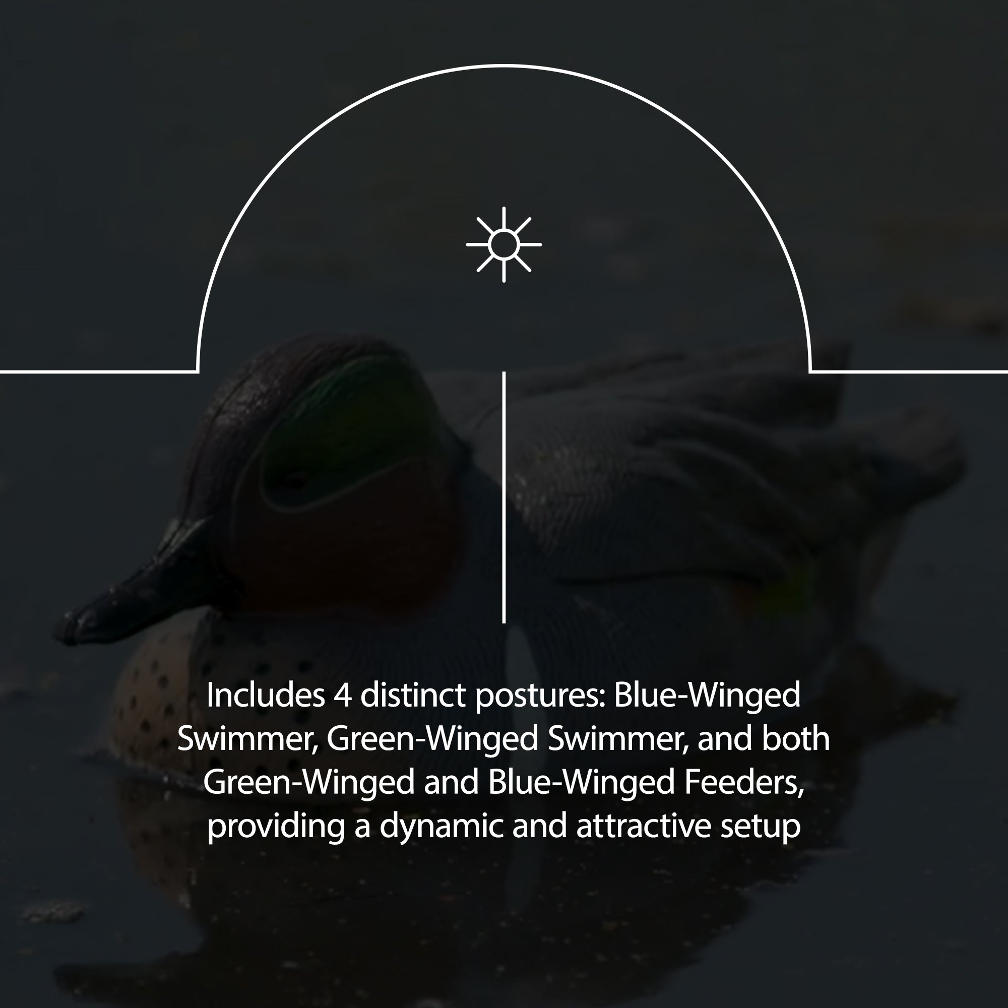 Avian X Topflight Early Season Teal with Realistic True to Life Postures, 6 Pack