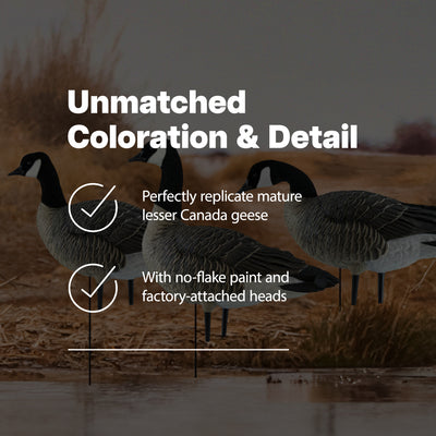 Avian X AXP Honkers Fusion Pack Lesser Canada Goose Decoys, 2 Pack, Multicolor