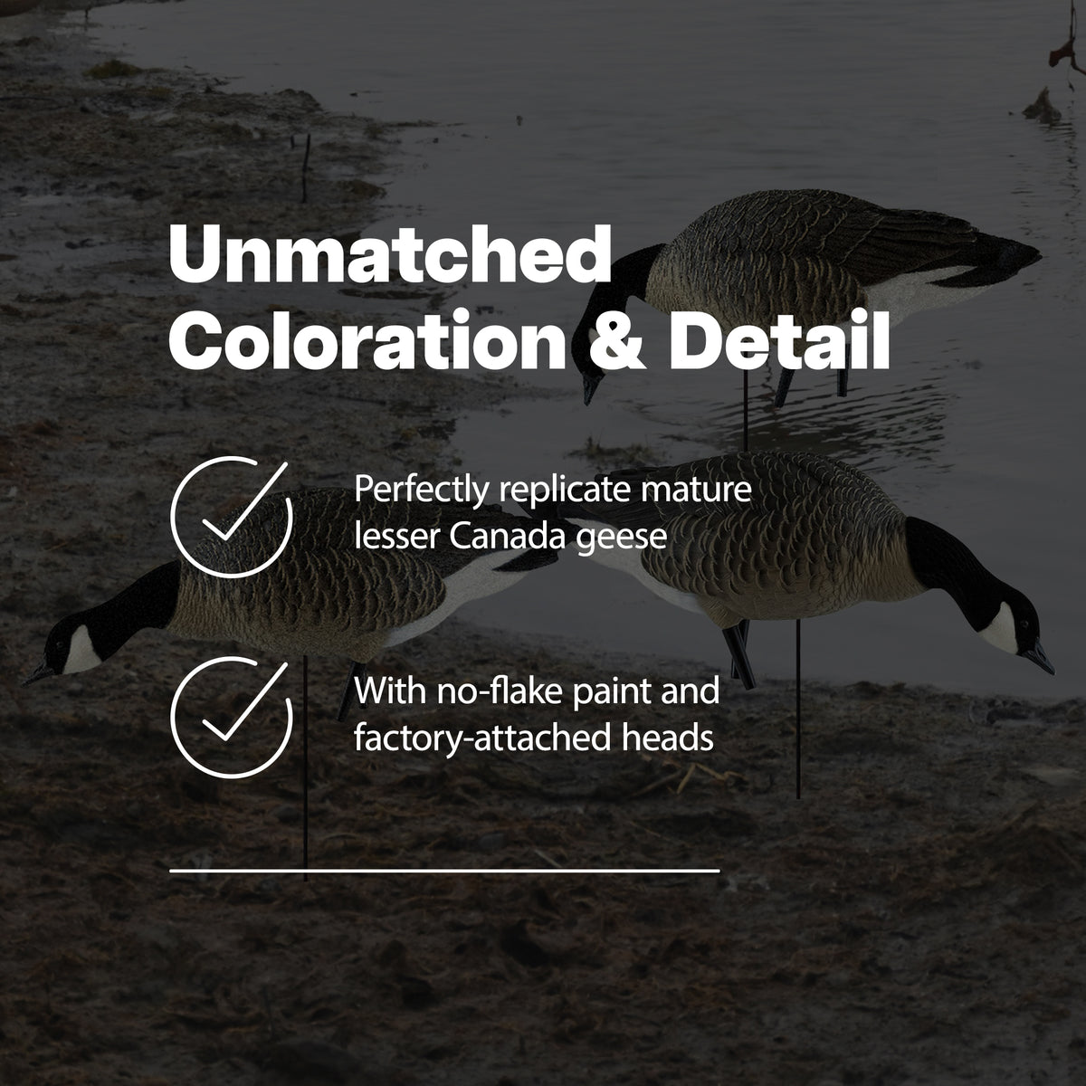 Avian X AXP Honkers Fusion Canada Goose Decoy Realistic Feeder Bodies, Set of 18