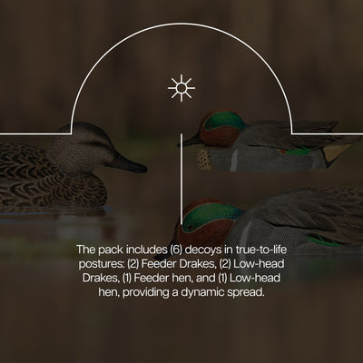Avian X Topflight Green-Winged Teal Duck, Floating Decoys, 6pc (Open Box) - VMInnovations