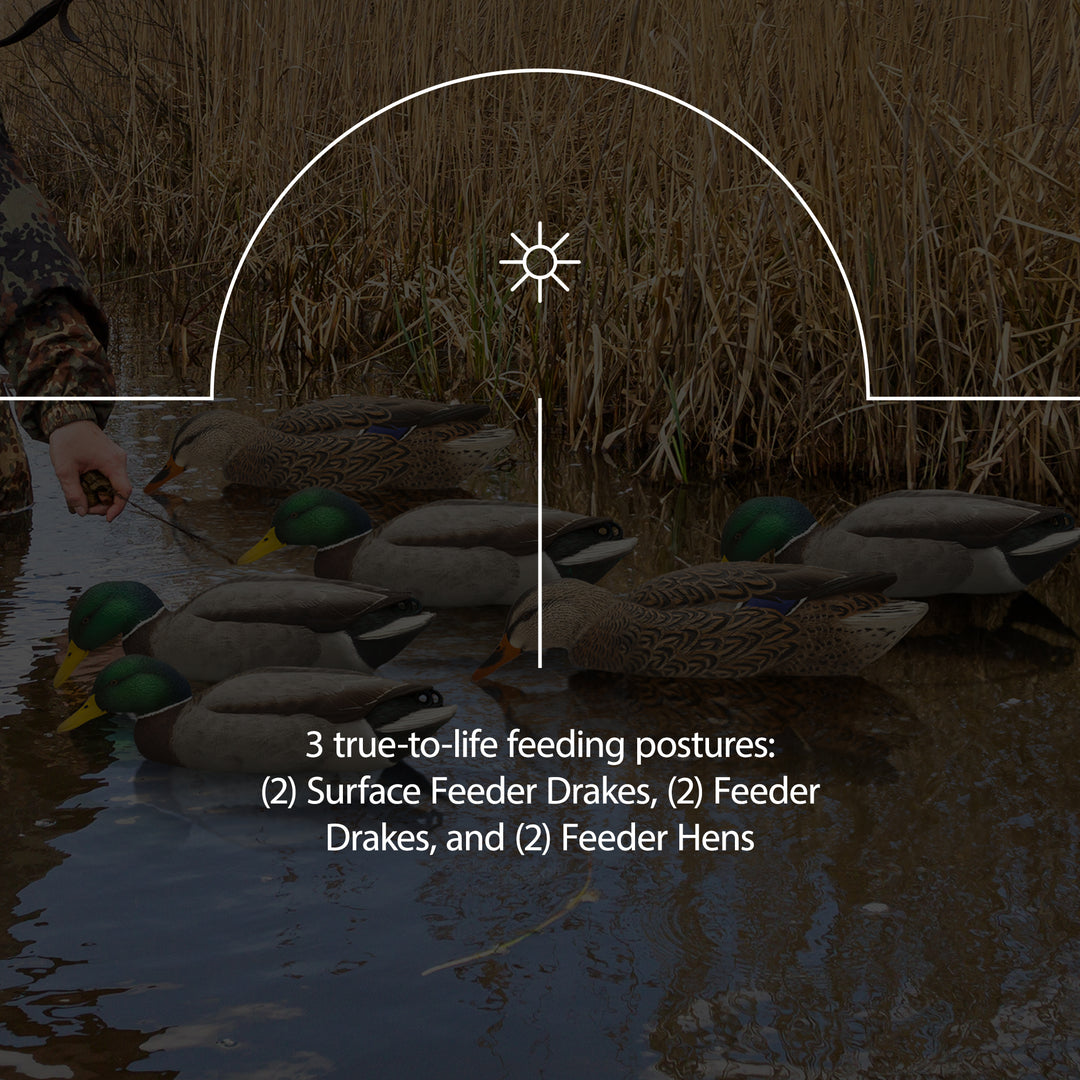 Avian X Topflight Backwater Mallards Decoys, Ultra Realistic Floating, 6 Pack