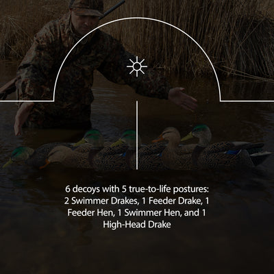 Avian X Topflight Early Season Mallard Duck Realistic Decoys, Multicolor, 6 Pack - VMInnovations