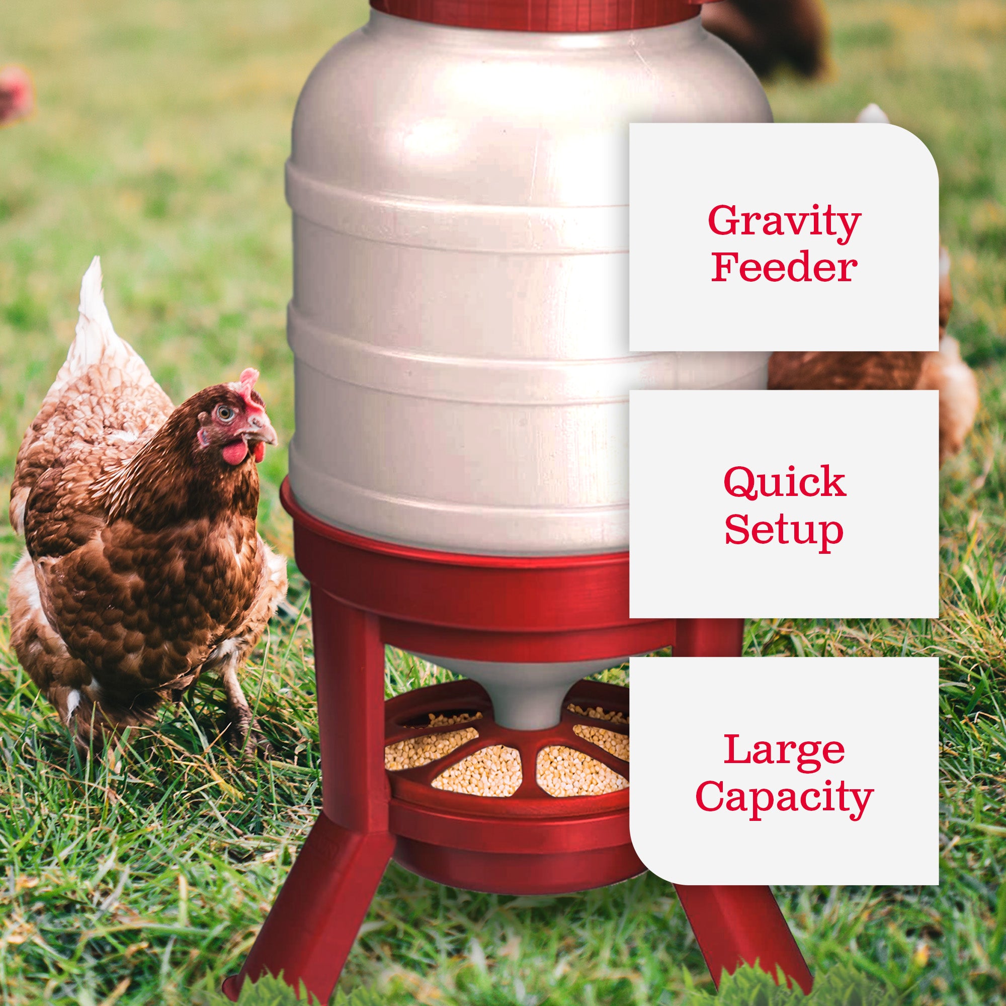 Little Giant 60 Pound Feed Heavy Duty Poultry Chicken Gravity Feeder (Open Box)