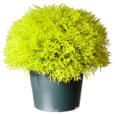 National Tree Company 15 Inch Golden Juniper Artificial Bush with Pot, Green