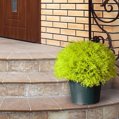 National Tree Company 15 Inch Golden Juniper Artificial Bush with Pot, Green