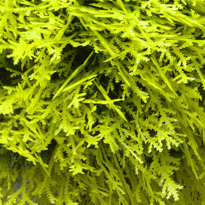 National Tree Company 15 Inch Golden Juniper Artificial Bush with Pot, Green