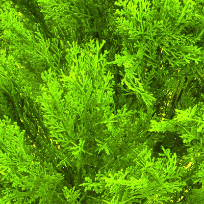 National Tree Company 15 Inch Golden Juniper Artificial Bush with Pot, Green