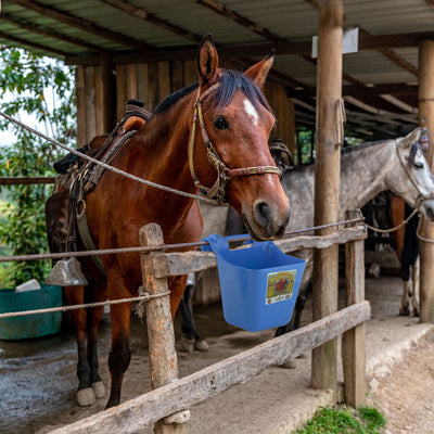 Little Giant 12 qt. Livestock & Pet Hook Bucket Feeder, Berry Blue (Open Box) - VMInnovations