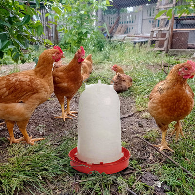 API HPW33 3 Gallon Heated Poultry Chicken Waterer Drinking Water Tank Trough - VMInnovations