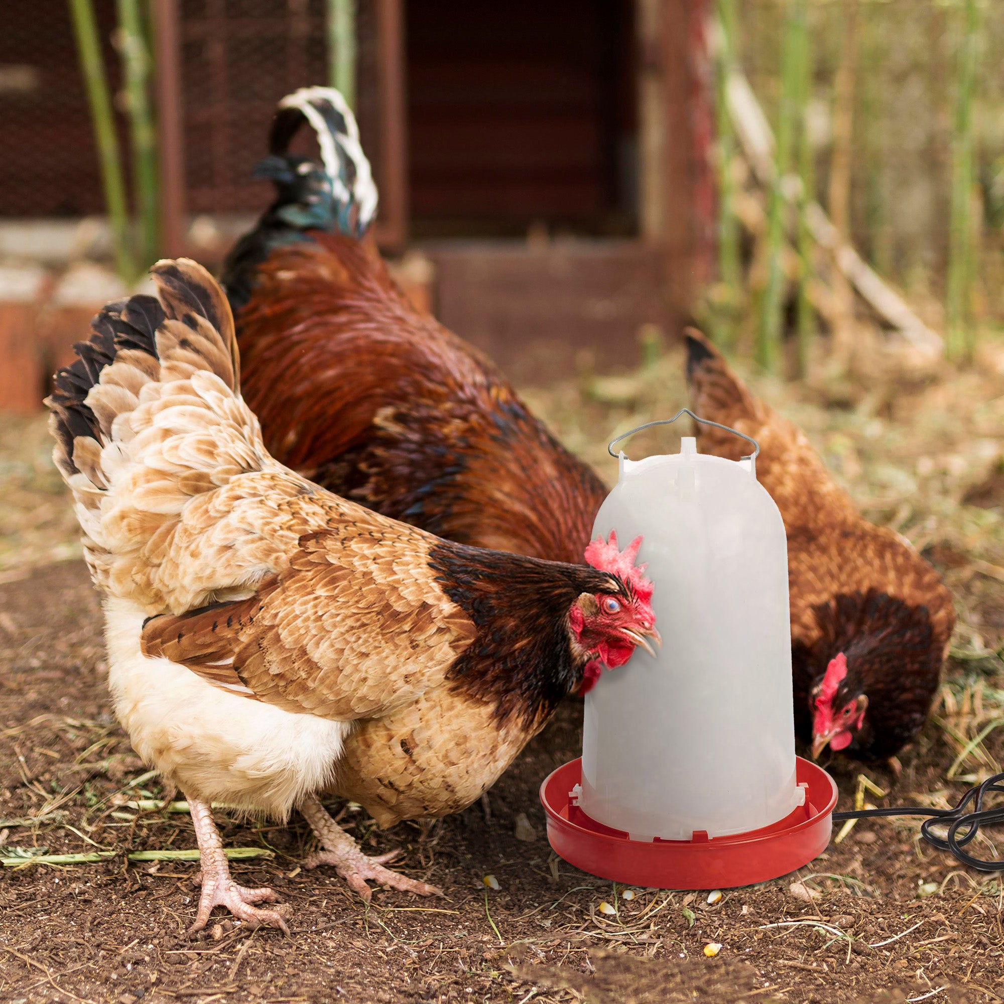 API HPW33 3 Gallon Heated Poultry Chicken Waterer Drinking Water Tank Trough - VMInnovations