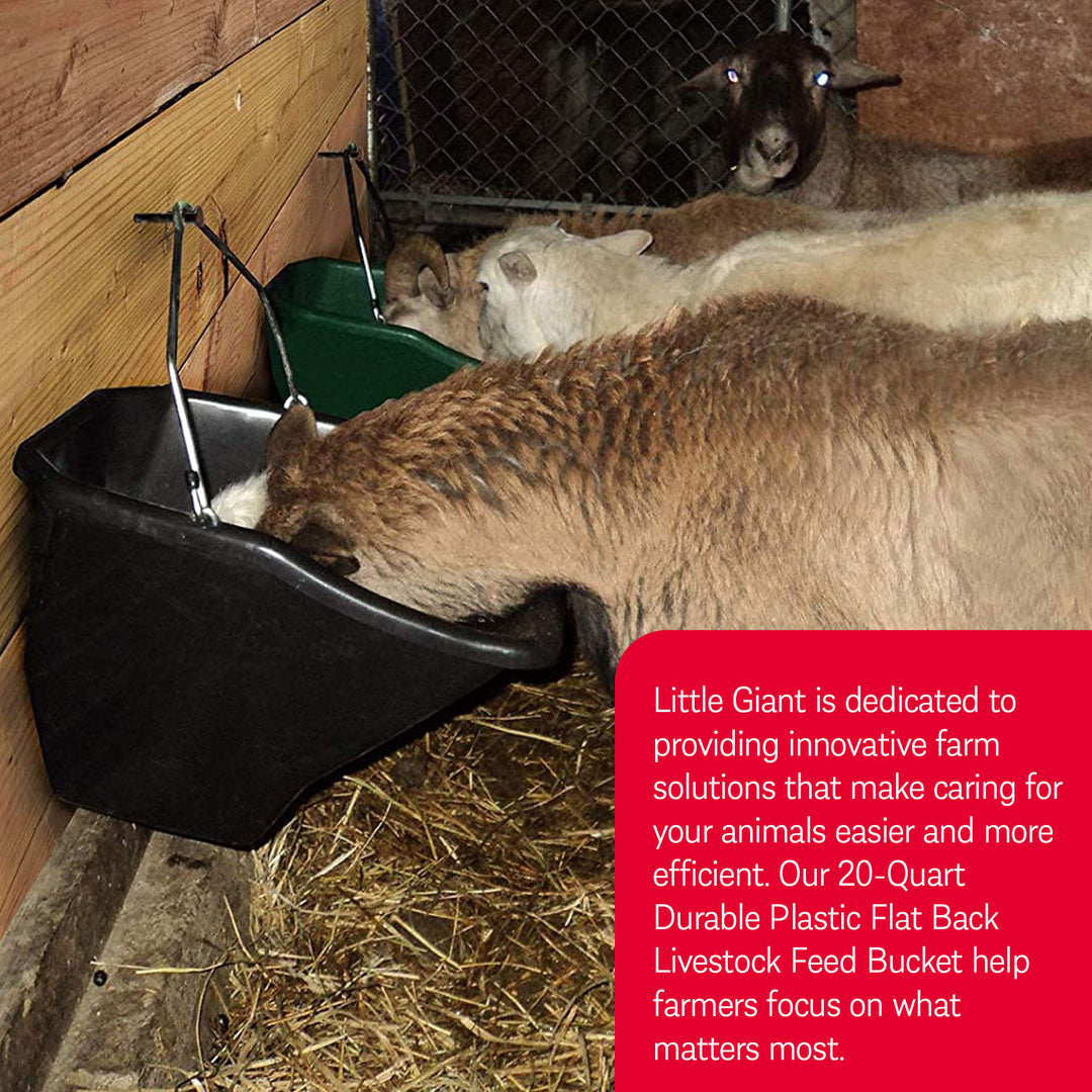 Little Giant 20-Quart Durable Plastic Flat Back Livestock Feed Bucket, Black - VMInnovations