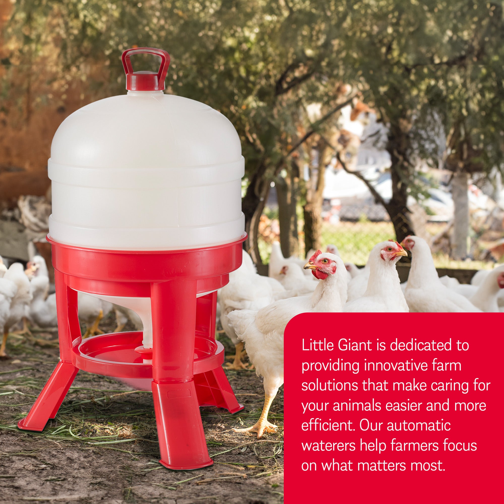 Little Giant 8 Gallon Tank Heavy Duty Poultry Chicken Gravity Waterer (Open Box)