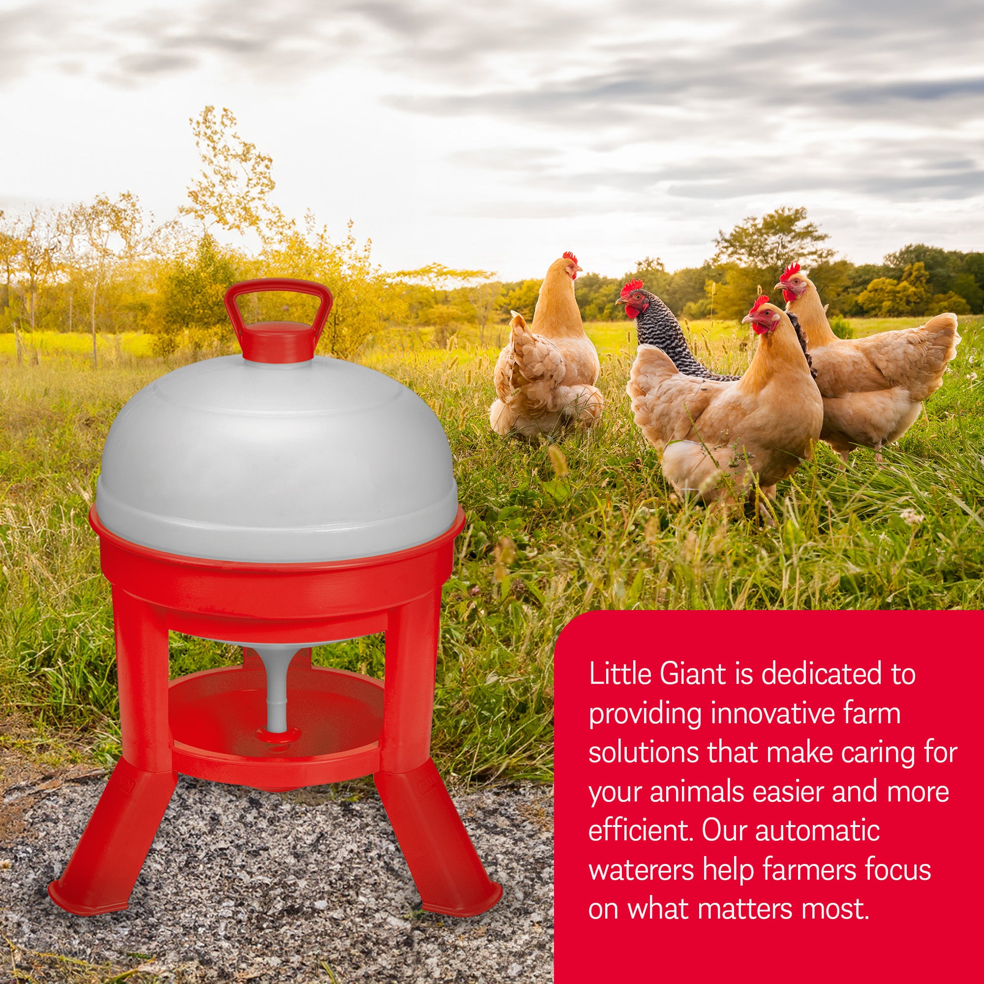Little Giant 5 Gallon Tank Heavy Duty Poultry Chicken Gravity Waterer (Open Box) - VMInnovations