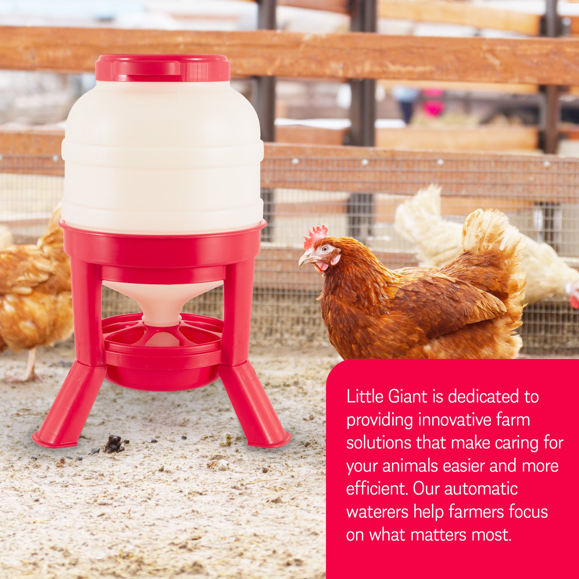 Little Giant 45 Pound Feed Heavy Duty Poultry Chicken Gravity Feeder (Open Box)