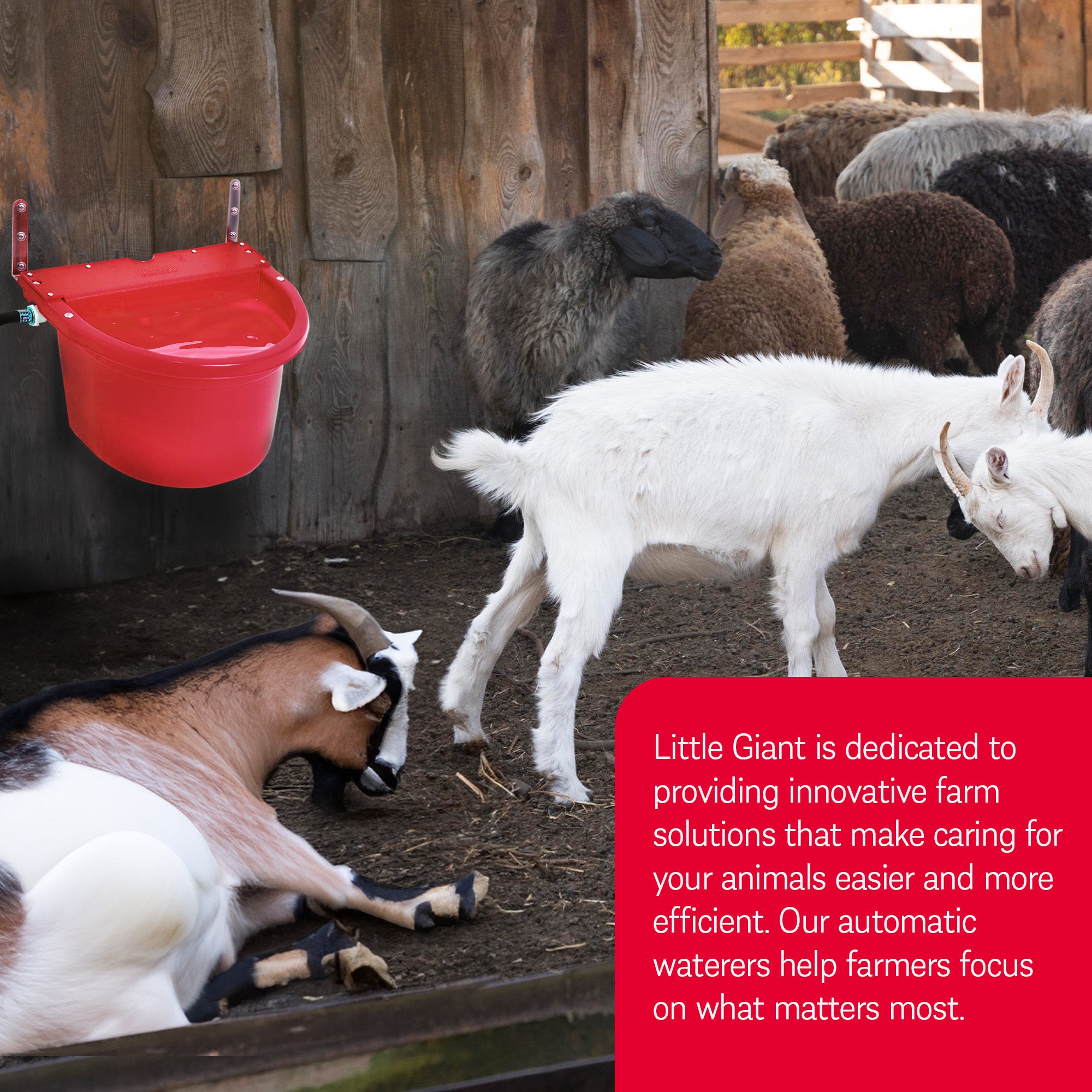 Little Giant 4 Gal. Float Controlled Waterer Livestock Water Trough (Open Box)