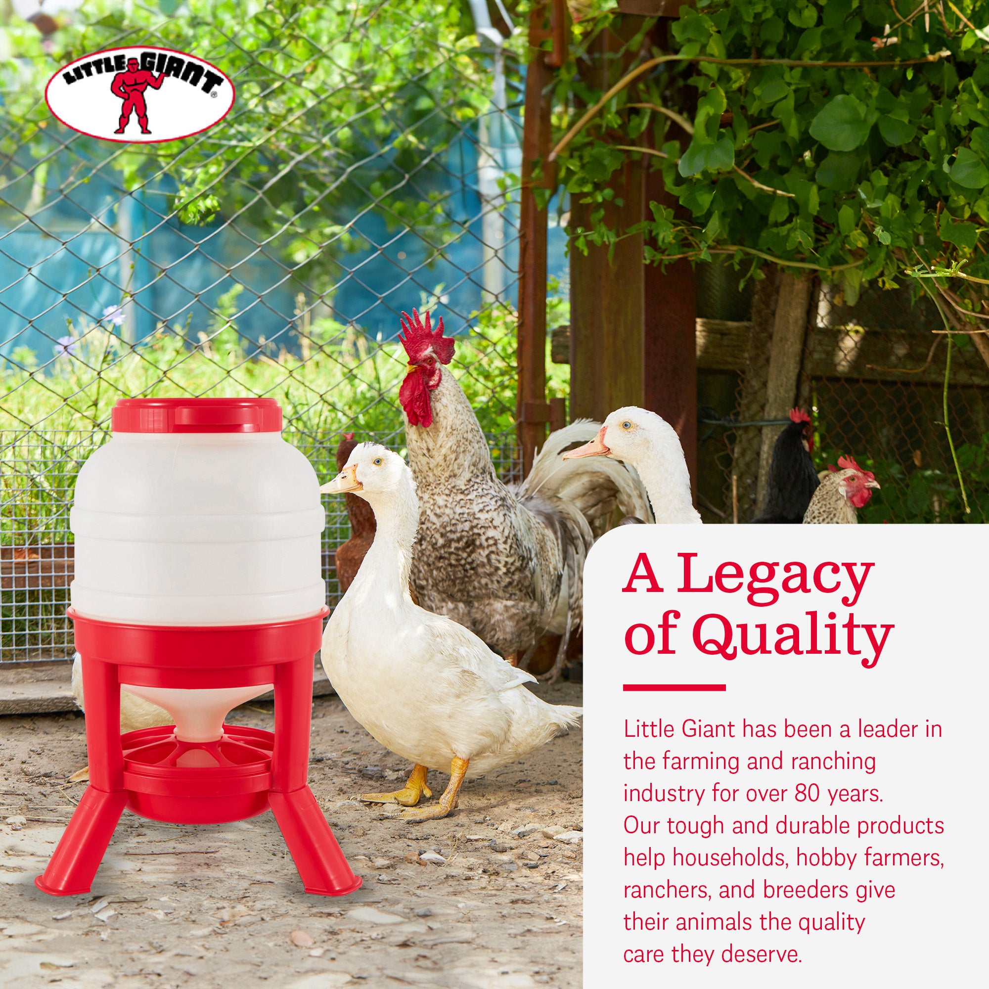 Little Giant DOMEFDR45 45 Pound Feed Heavy Duty Poultry Chicken Gravity Feeder - VMInnovations