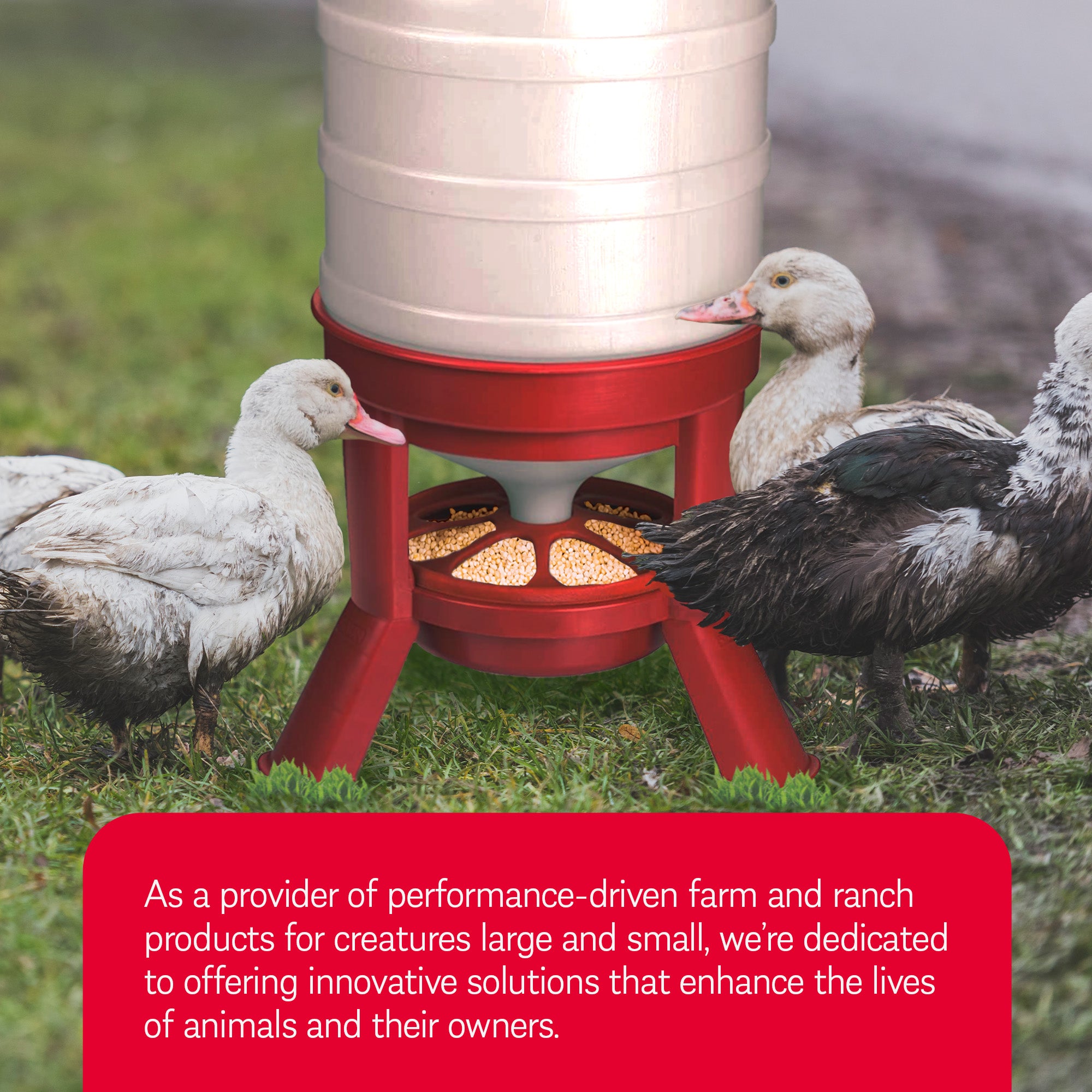 Little Giant 60 Pound Feed Heavy Duty Poultry Chicken Gravity Feeder (Open Box) - VMInnovations