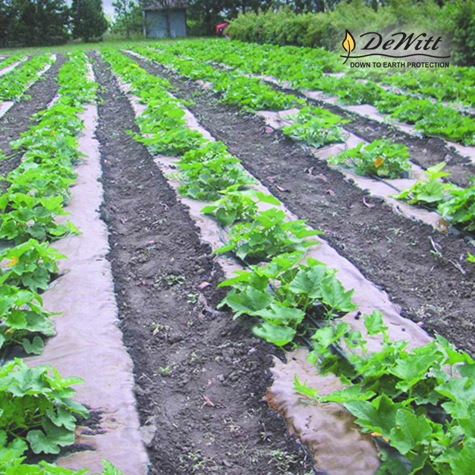 DeWitt 3x300 Ft Natural Biodegradable Paper Mulch Garden Weed Barrier (Open Box) - VMInnovations
