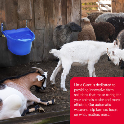 Little Giant 4 Gal. Float Controlled Waterer Livestock Water Trough (Open Box) - VMInnovations