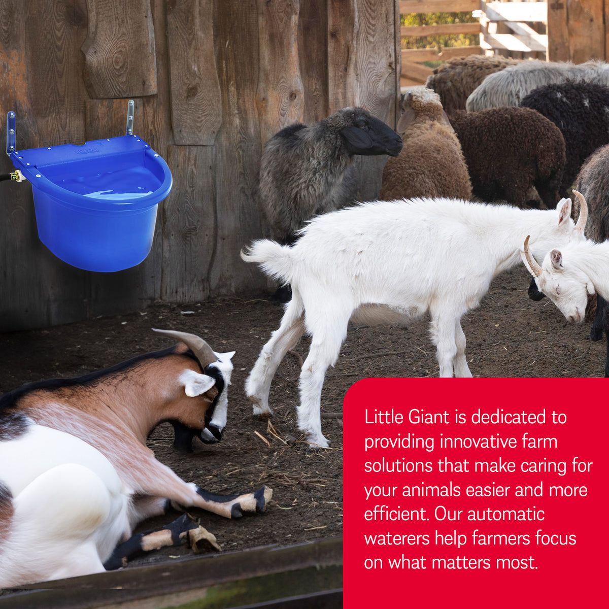 Little Giant 4 Gal. Float Controlled Waterer Livestock Water Trough (Open Box) - VMInnovations
