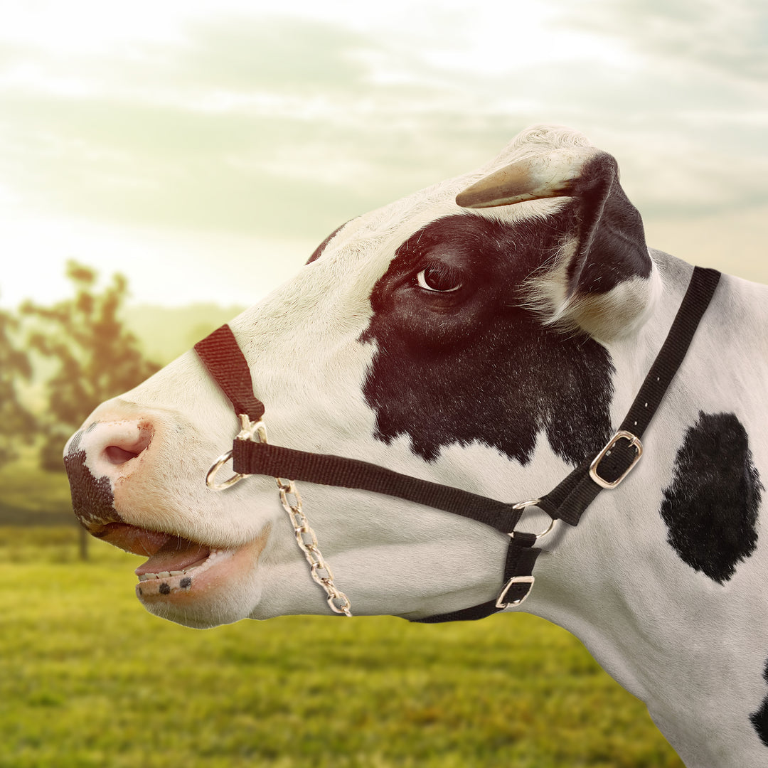 Weaver Leather Medium Cattle Halter with Double Stitched Nylon and Chin Choker