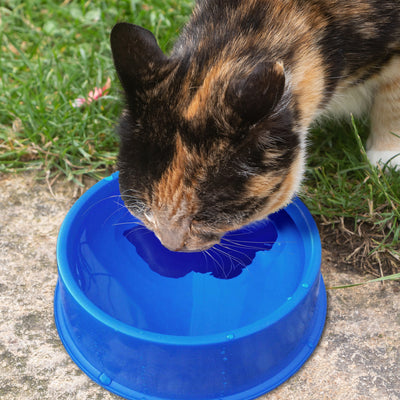 Farm Innovators Plastic Heated Pet Bowl with Anti Chew Cord for All Breed Sizes