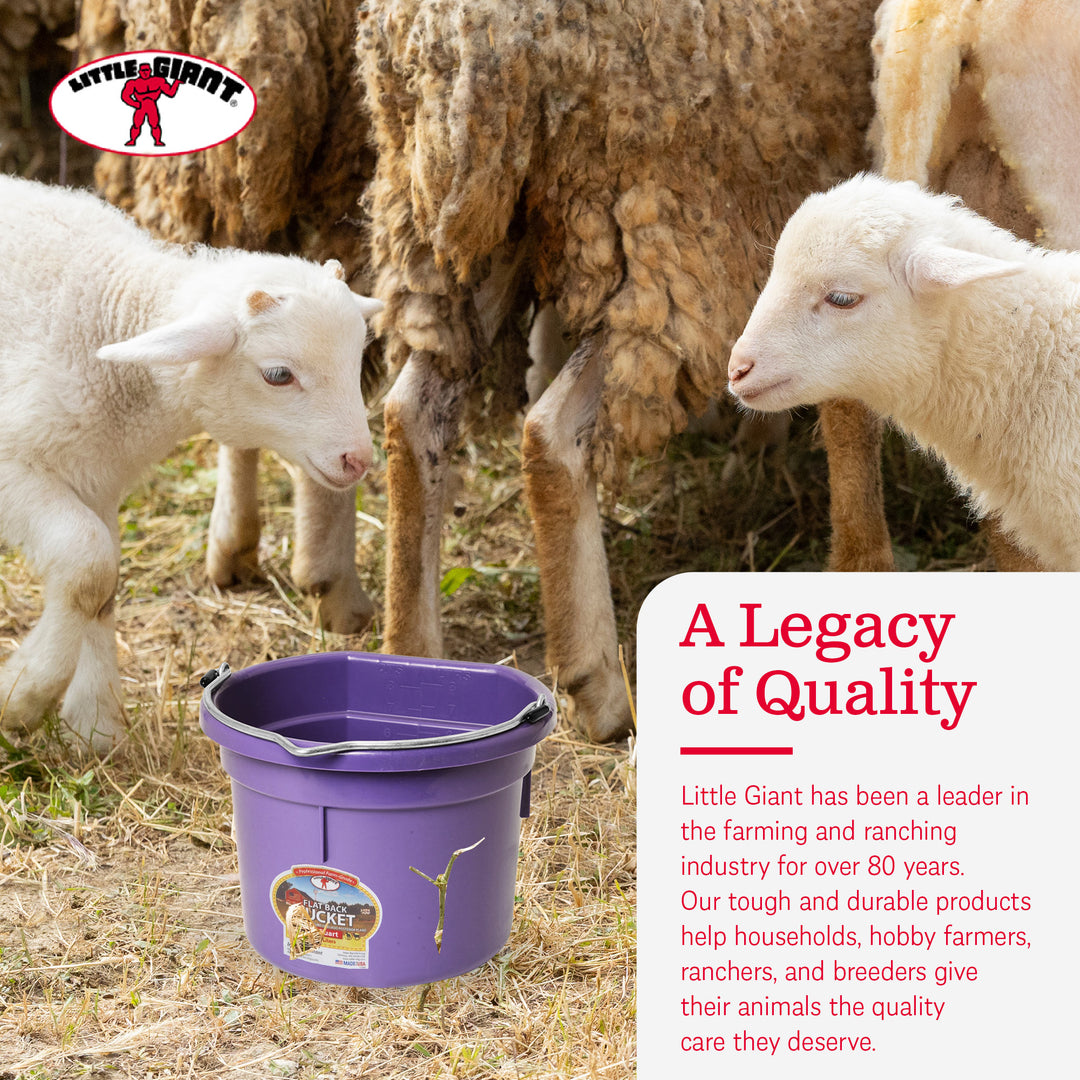 Little Giant 2 Gallon All Purpose Flat Back Plastic Bucket, Purple, (2 Pack)