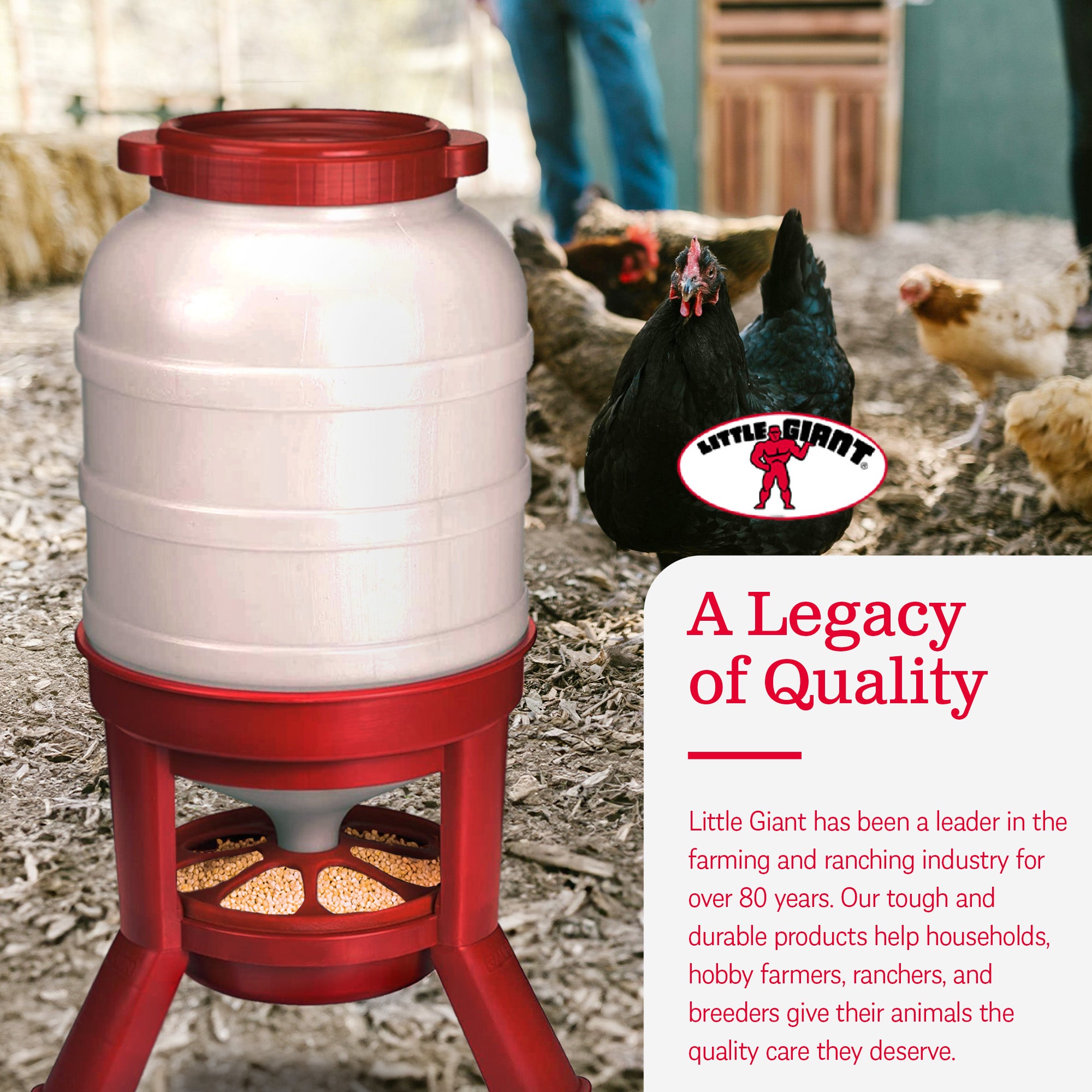 Little Giant 60 Pound Feed Heavy Duty Poultry Chicken Gravity Feeder (Open Box) - VMInnovations