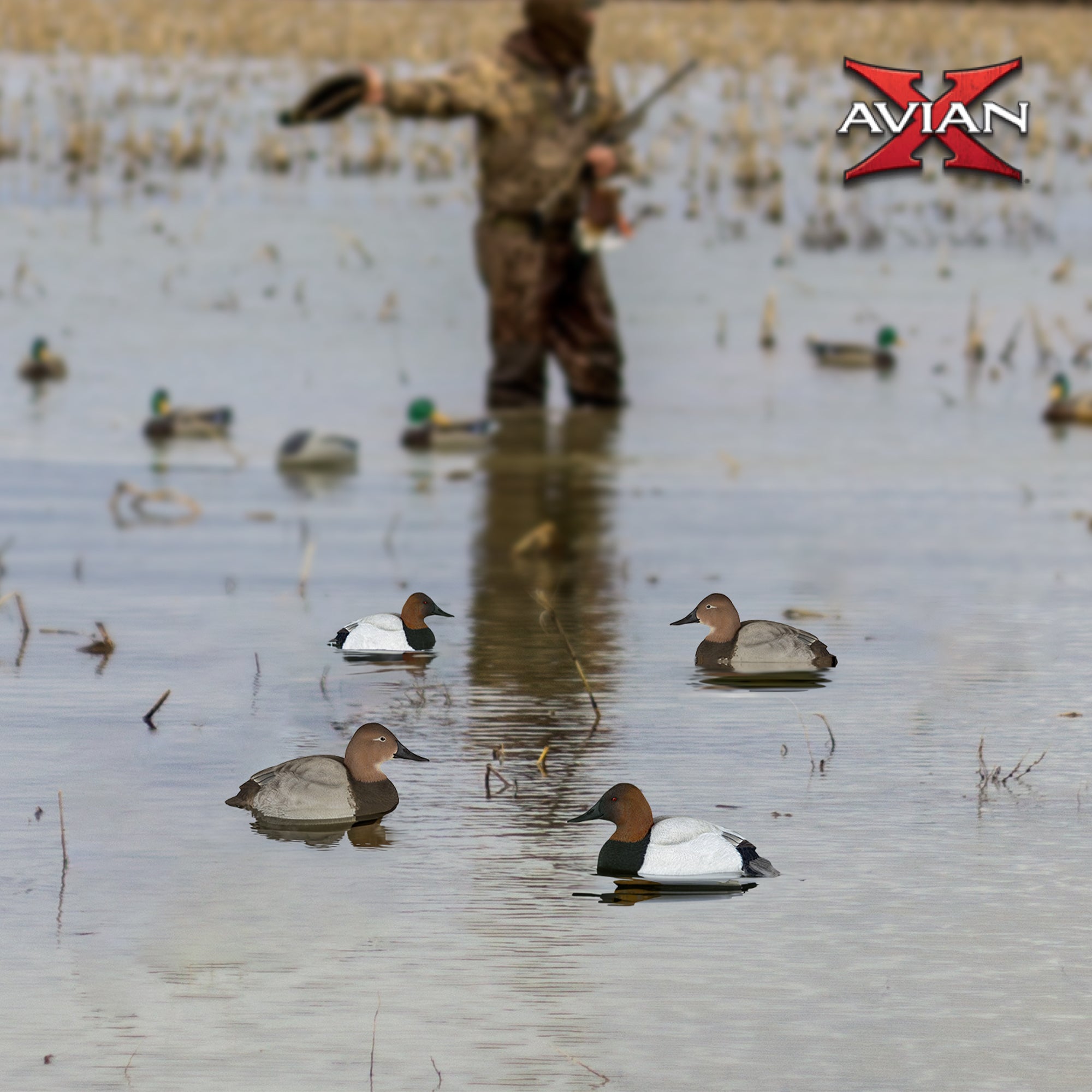 Avian X Canvasbacks Decoys Realistic Gray Duck, Set of 6, Multicolor (Open Box) - VMInnovations