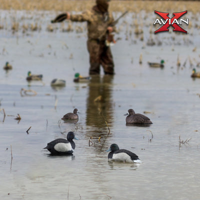Avian X Topflight Blue Bills Duck Decoys with Weight Forward Swim Keel, Set of 6