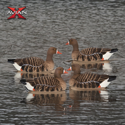 Avian X Topflight Specklebelly Goose Decoys with True to Life Postures, 12 Pack