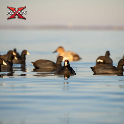 Avian X Top Flight Coot w/Ultra Realistic Paint Scheme, 6pk (Open Box) - VMInnovations