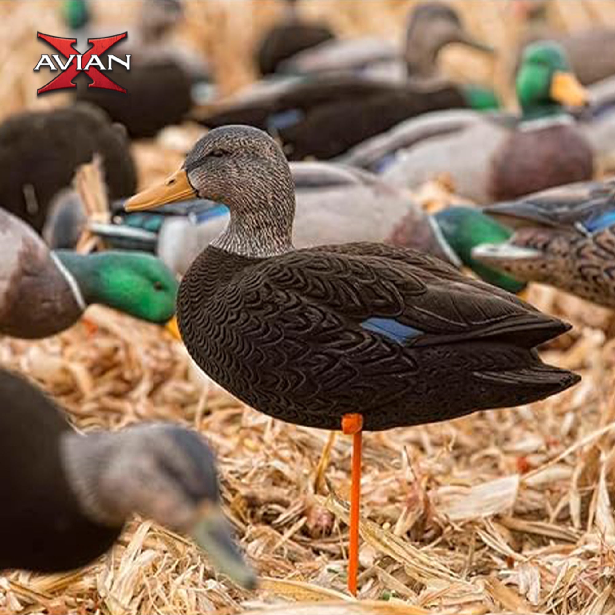 Avian X AXF Flocked Full Body Black Ducks Fusion Pack with Rugged Durability
