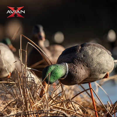 Avian X AXP Full Body Mallards Decoy, Ultra Realistic & Wind Activated, 18 Pack
