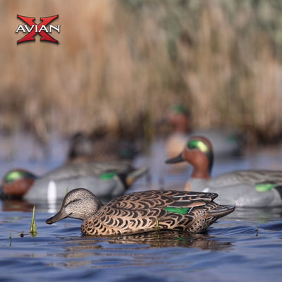 Avian X Topflight Early Season Teal w/ Realistic True to Life Postures, 12 Pack - VMInnovations