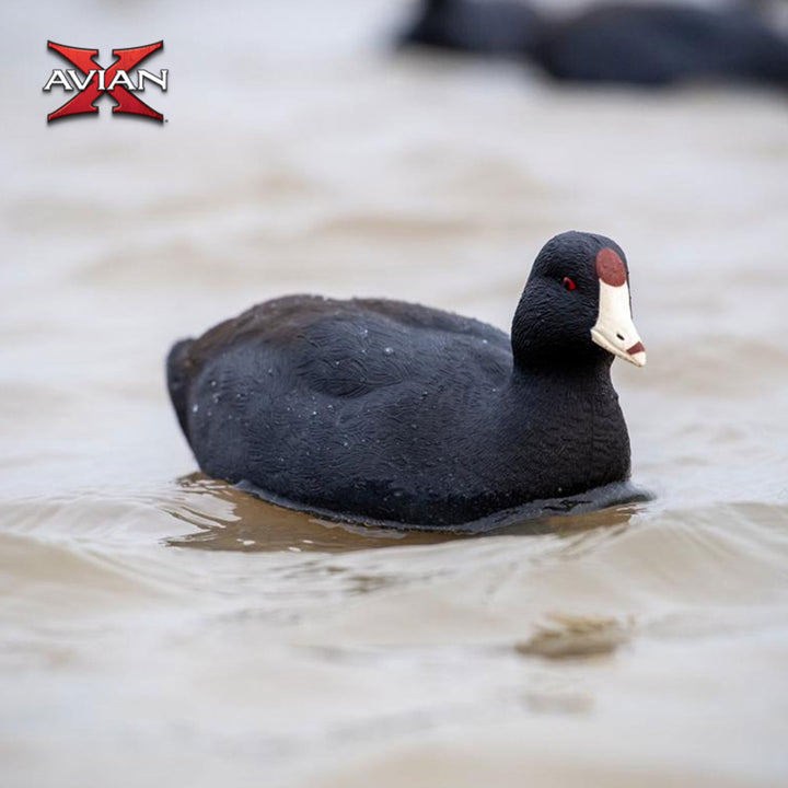 Avian X Top Flight Coot w/Ultra Realistic Paint Scheme, 6pk (Open Box) - VMInnovations