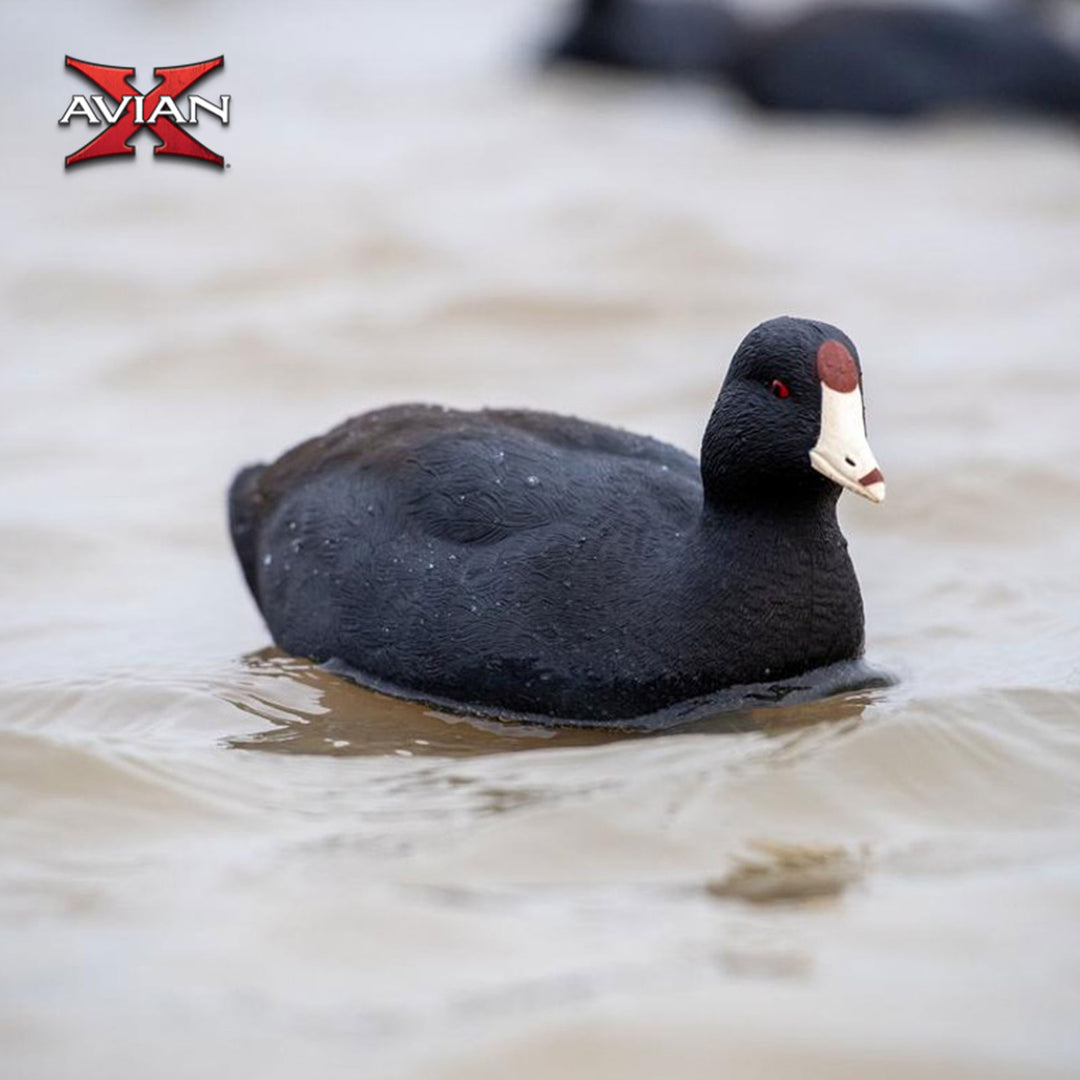 Avian X Top Flight Coot w/Ultra Realistic Paint Scheme, 6pk (Open Box)