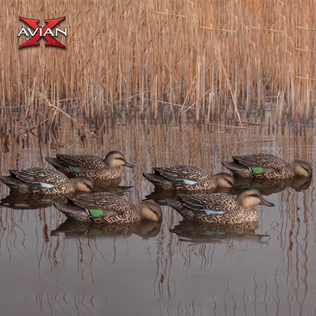 Avian X Topflight Early Season Teal w/ Realistic True to Life Postures, 12 Pack