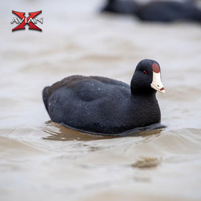 Avian X Top Flight Coot with Ultra Realistic Paint Scheme for Hunting,12 Pack