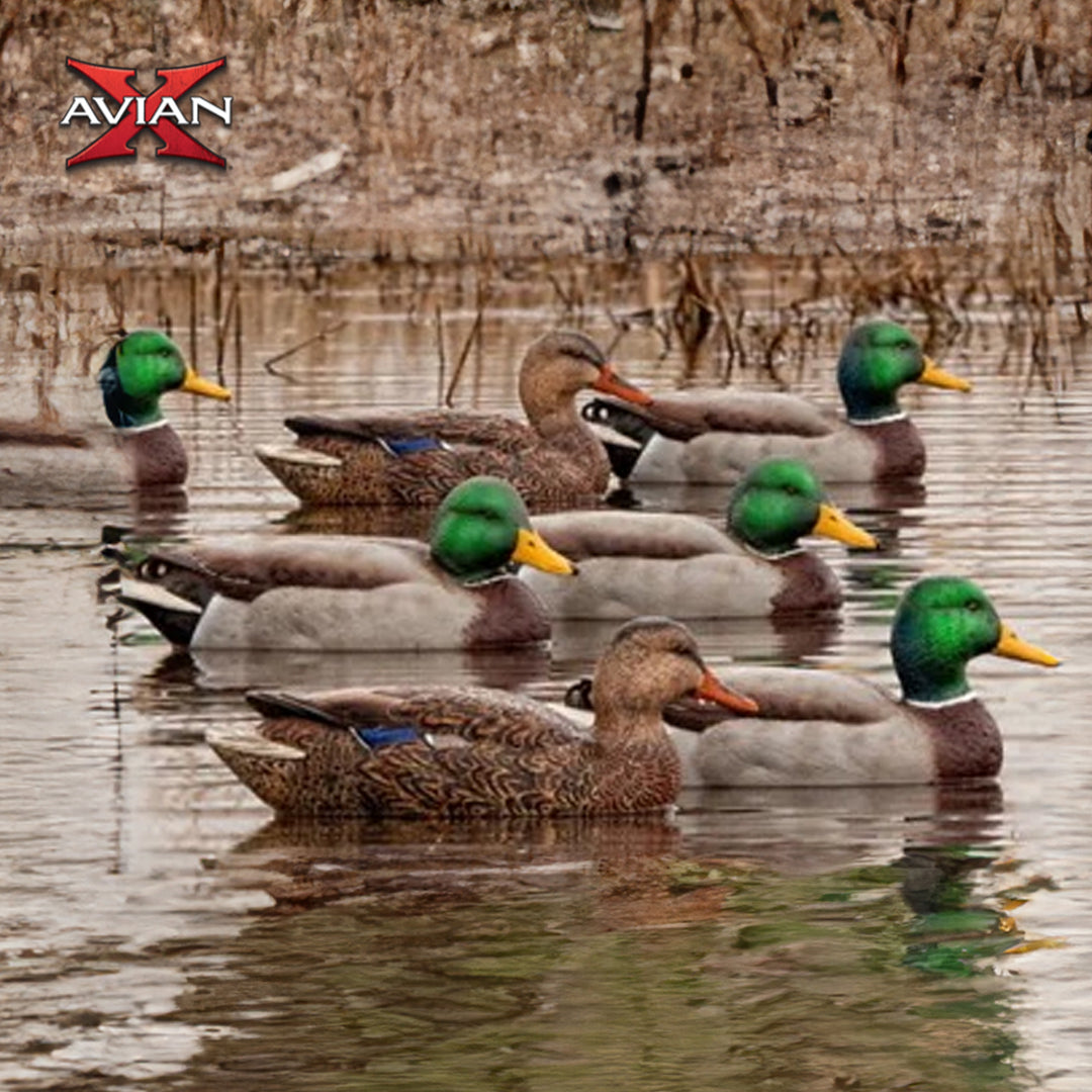 Avian X Top Flight Open Water Mallards Decoys, Ultra Realistic Floating, 6 Pack