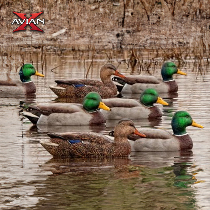 Avian X Top Flight Open Water Mallards Decoys, Ultra Realistic Floating, 6 Pack