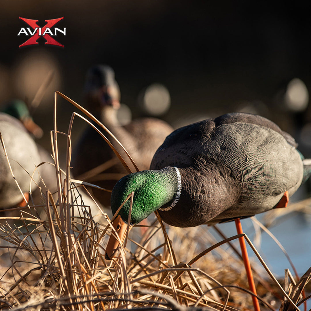 Avian X AXP Full Body Mallards Decoy, Ultra Realistic and Wind Activated, 6 Pack