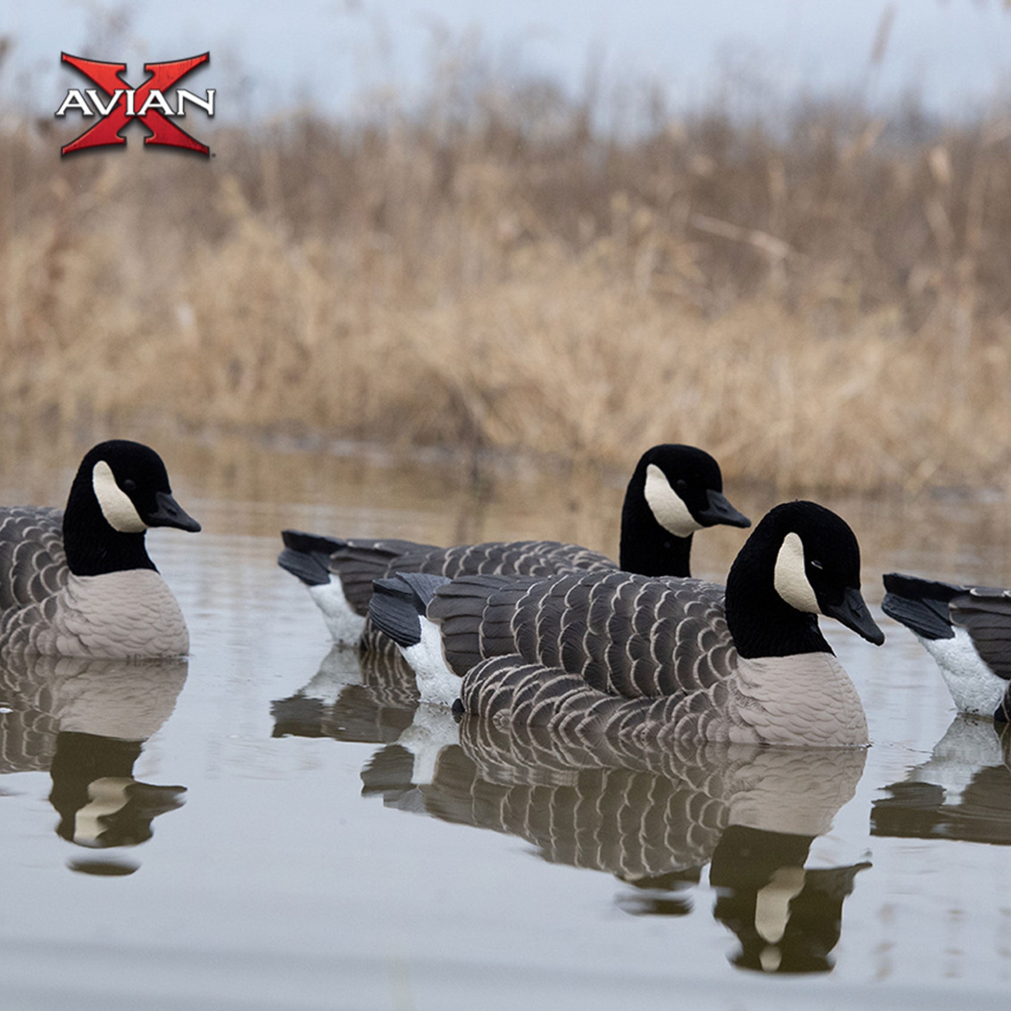 Avian X Honker Floaters w/True to Life Postures for Hunting Use (Open Box) - VMInnovations