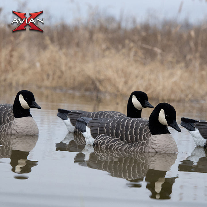 Avian X Topflight Honker Floaters with True to Life Postures for Hunting Use