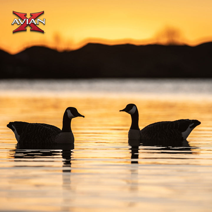 Avian X Topflight Honker Floaters with True to Life Postures for Hunting Use