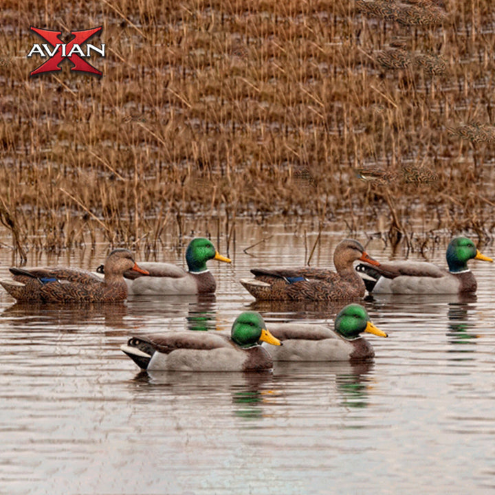 Avian X AXP Full Body Mallards Decoy, Ultra Realistic and Wind Activated, 6 Pack