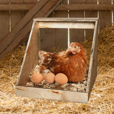 Farm Innovators Wood Nesting Box for Chickens, Ducks & Birds (Open Box) - VMInnovations