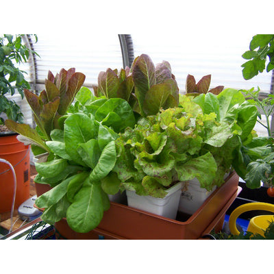 22 x 22 Inches Megagarden System with Ebb and Flow System (2 Pack)